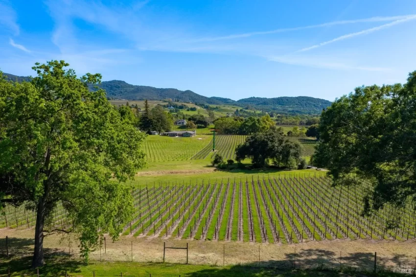 California vineyard